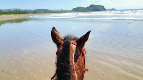 Jungle and Buenavista Beach Horseback riding Costa Rica